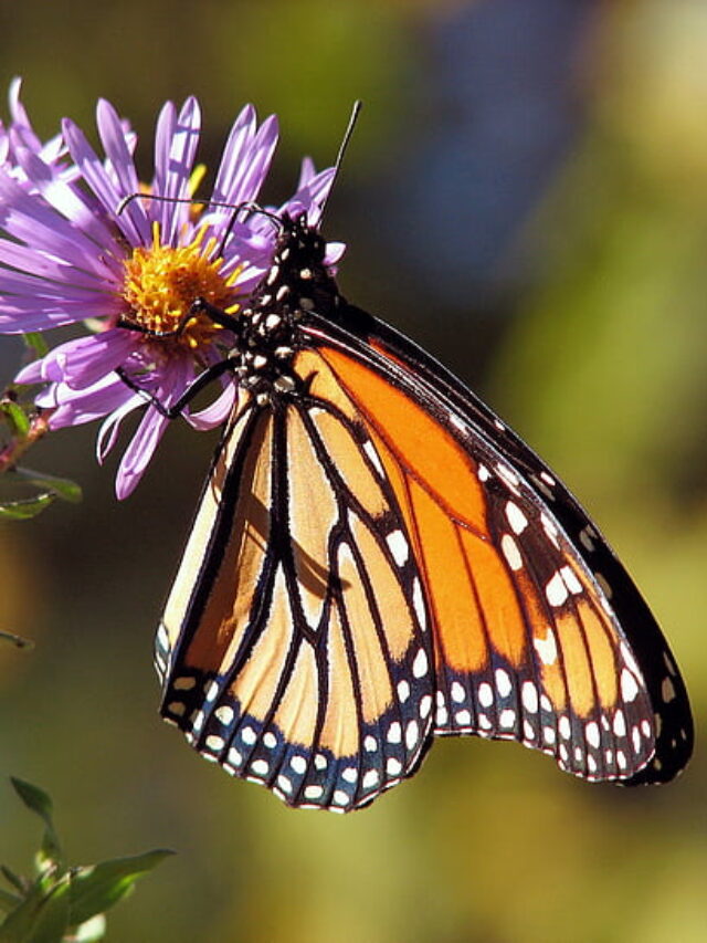 monarch butterfly